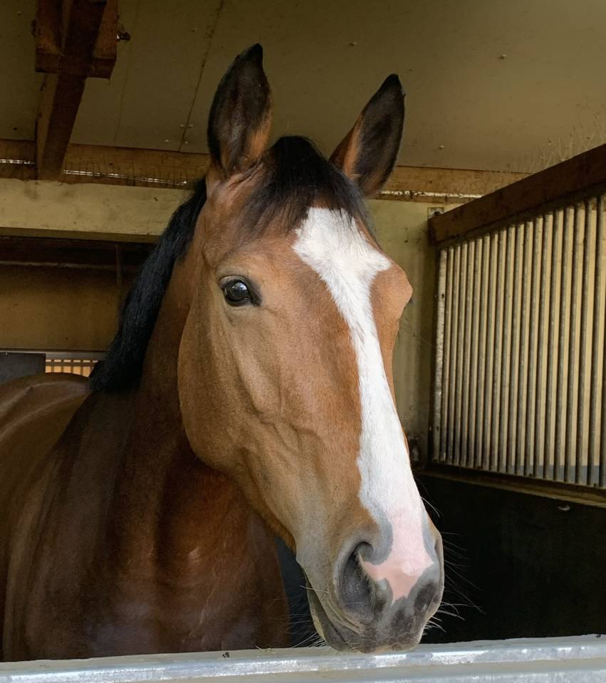 Jument 6 ans / belles origines / mod&egrave;le / respect 