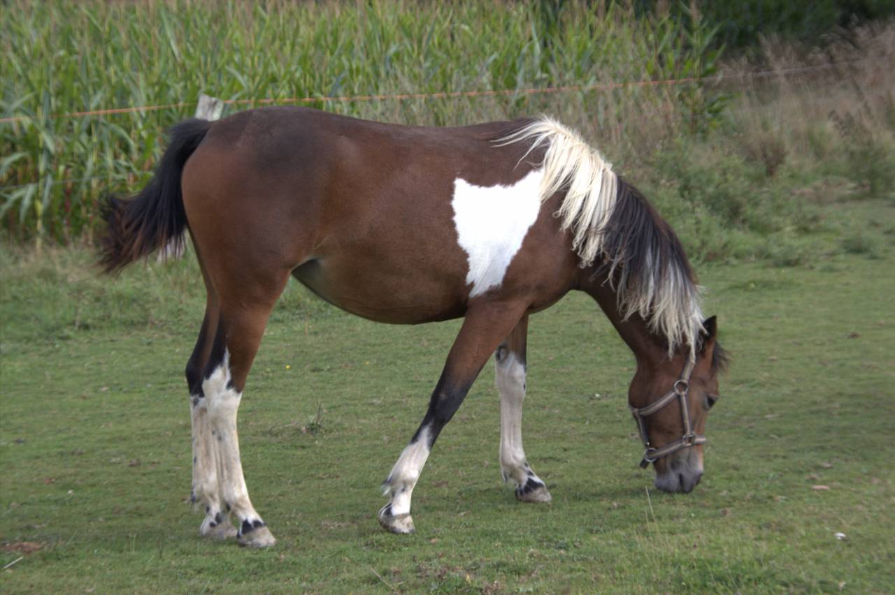 A vendre Ol&eacute;a d'Haligan PFS pie 