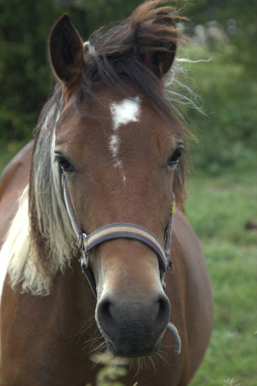 A vendre Ol&eacute;a d'Haligan PFS pie 
