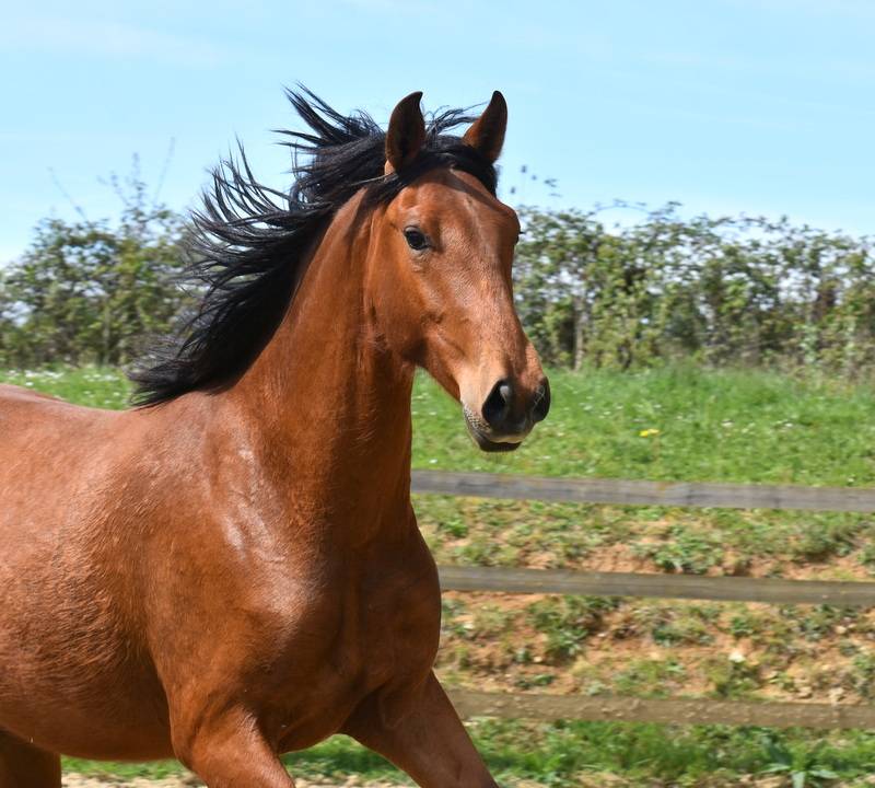 Octavio du Puits Carr&eacute;, hongre PRE bai pearl 2 ans