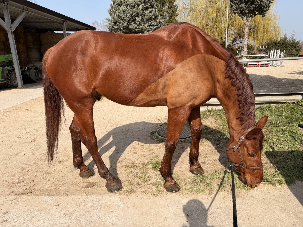 Hongre 6 ans &agrave; vendre 