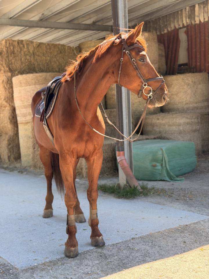 Hongre 6 ans &agrave; vendre 