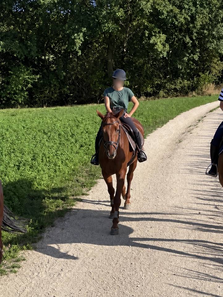 Hongre 6 ans &agrave; vendre 