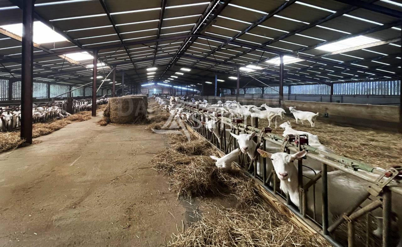 Exploitation Caprine + transformation &agrave; la ferme