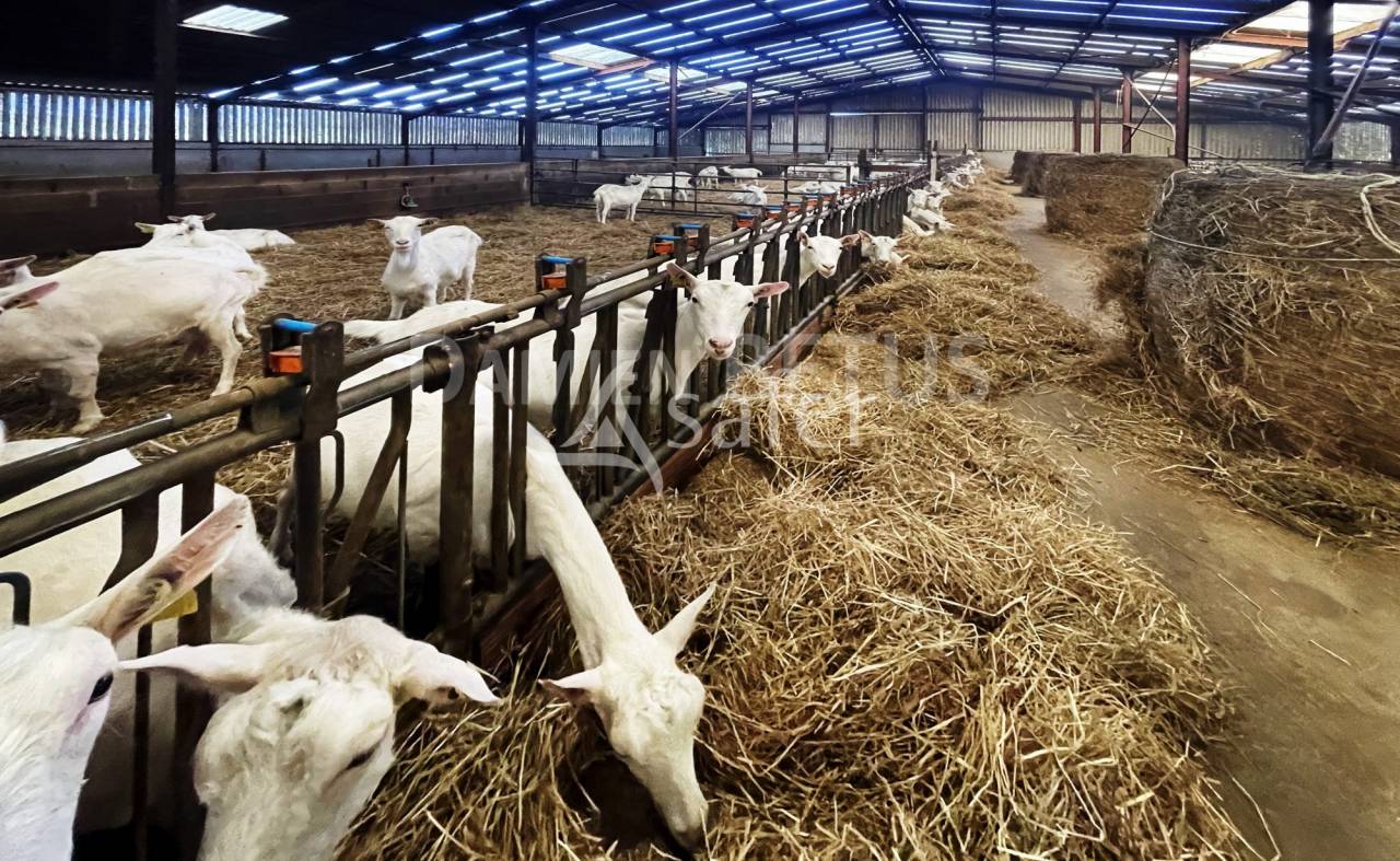 Exploitation Caprine + transformation &agrave; la ferme