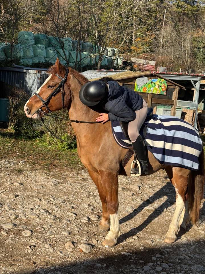 franche montagne de 5 ans 