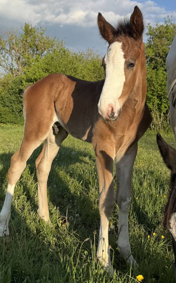 Superbe foal sf par CANDY de NANTUEL x PLOT BLUE 
