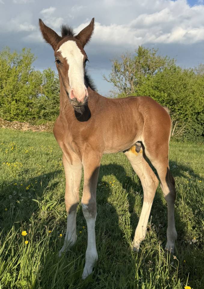 Superbe foal sf par CANDY de NANTUEL x PLOT BLUE 