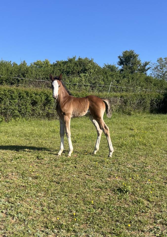 Superbe foal sf par CANDY de NANTUEL x PLOT BLUE 