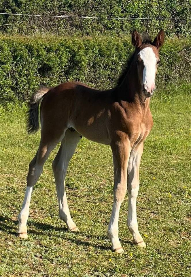 Superbe foal sf par CANDY de NANTUEL x PLOT BLUE 
