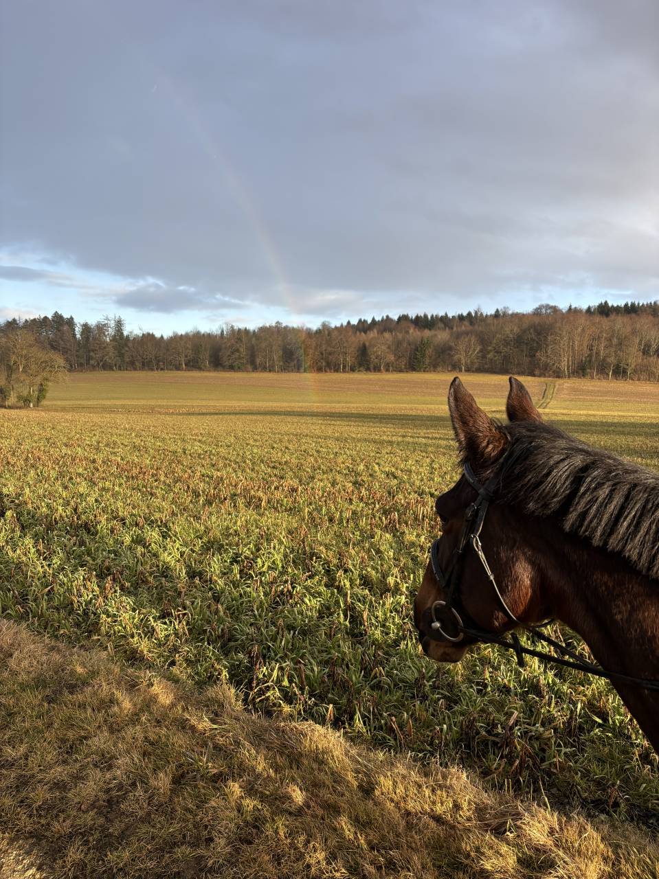 Jument de 13 ans &agrave; vendre 
