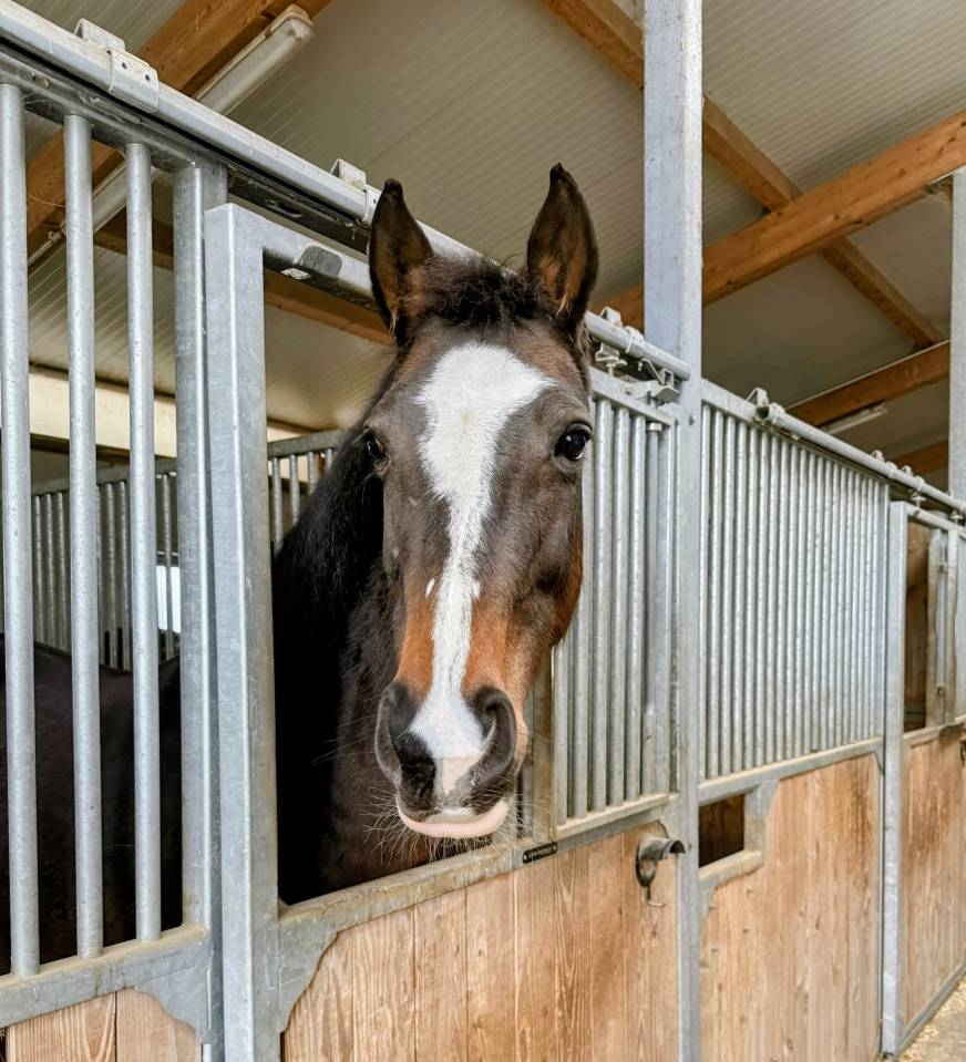 Superbe jument Belge (BWP) - Loisir ou &eacute;levage