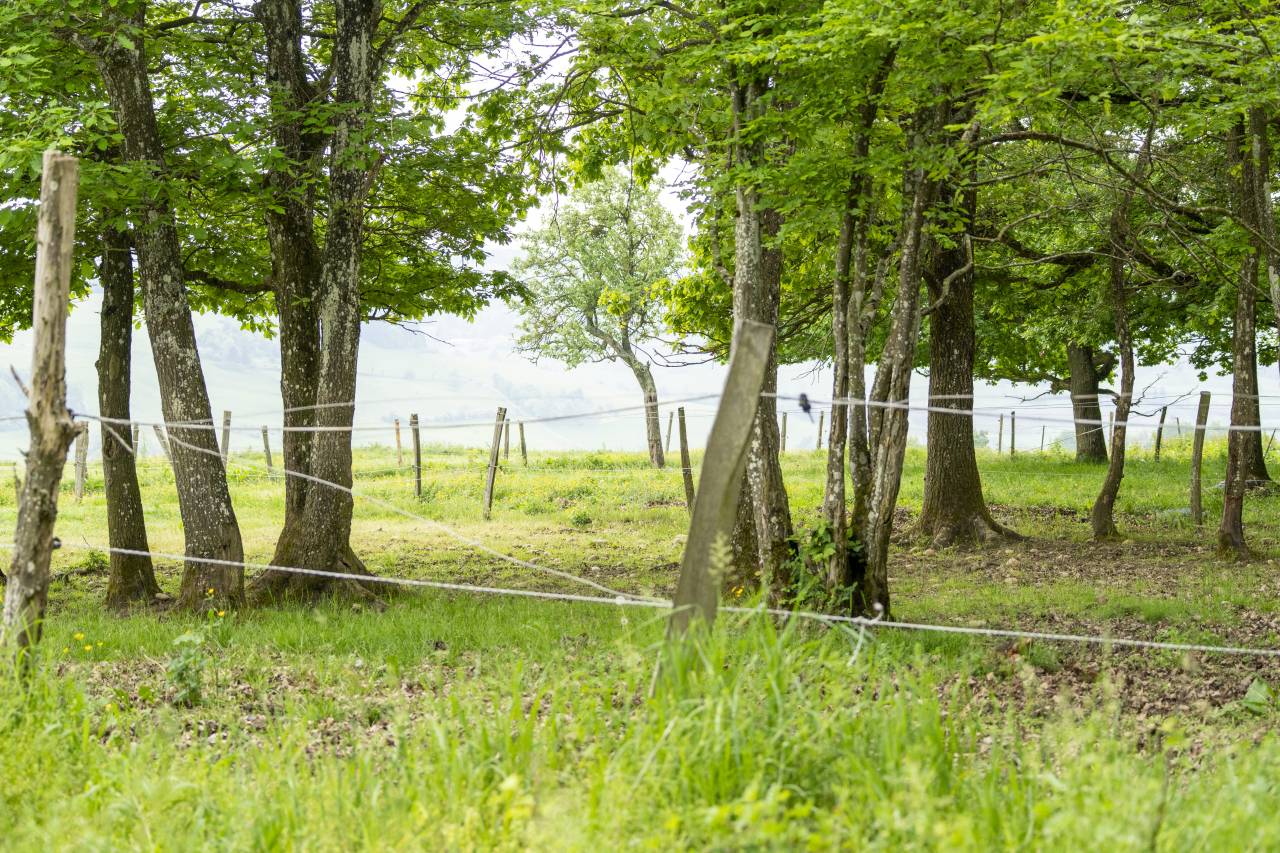 Ecurie d'&eacute;levage de valorisation de chevaux de sport