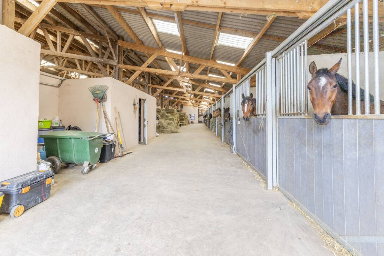Ecurie d'&eacute;levage de valorisation de chevaux de sport