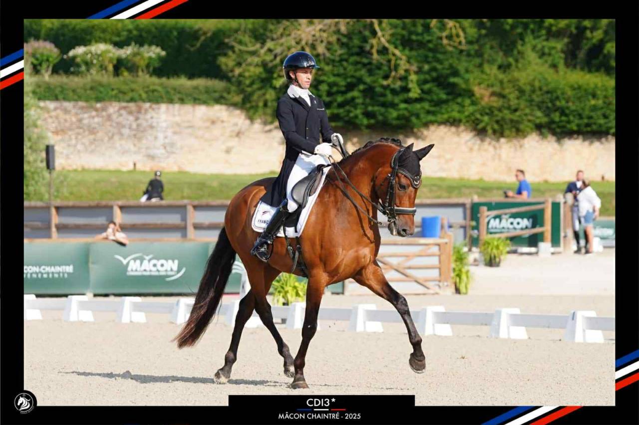 Hongre - PRE - 13 ans - Dressage / GP - France 