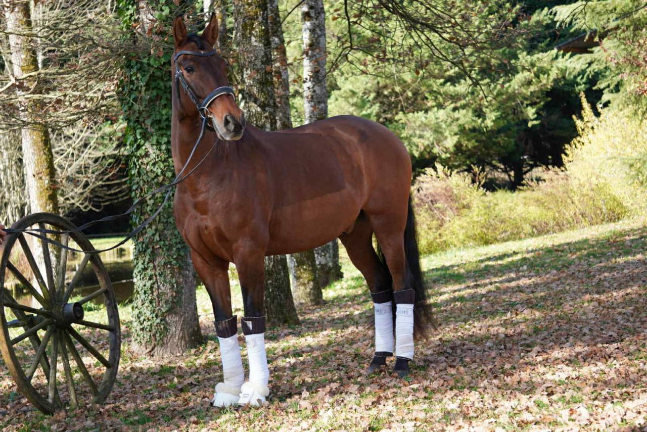Hongre - PRE - 13 ans - Dressage / GP - France 