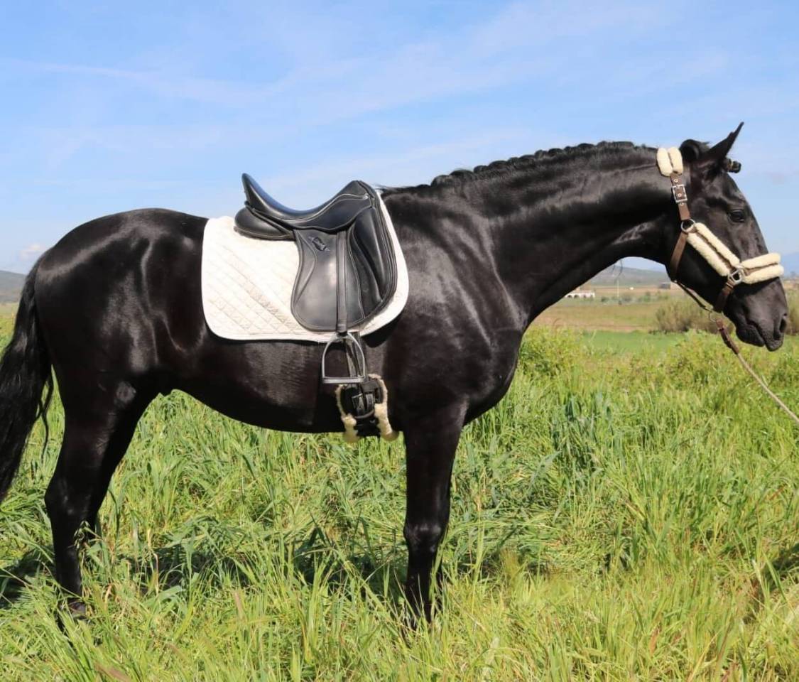 BAJADOR - Votre r&ecirc;ve d&rsquo;avoir un cheval noir pourrait se