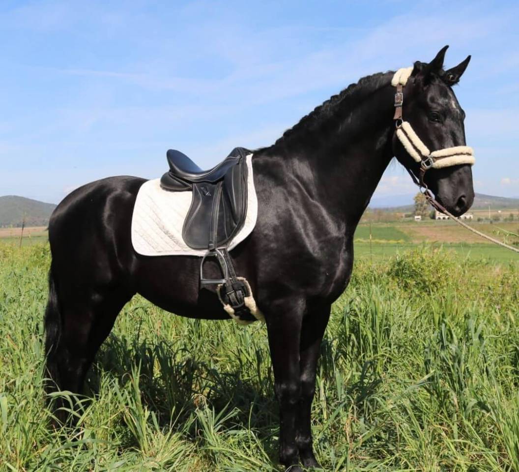 BAJADOR - Votre r&ecirc;ve d&rsquo;avoir un cheval noir pourrait se