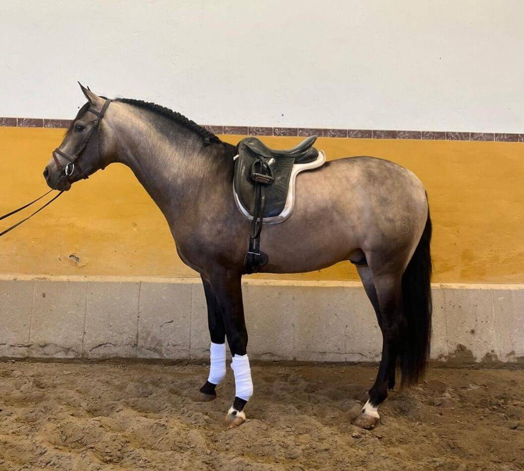 SIERO - Superbe jeune cheval palomino pr&ecirc;t &agrave; monter