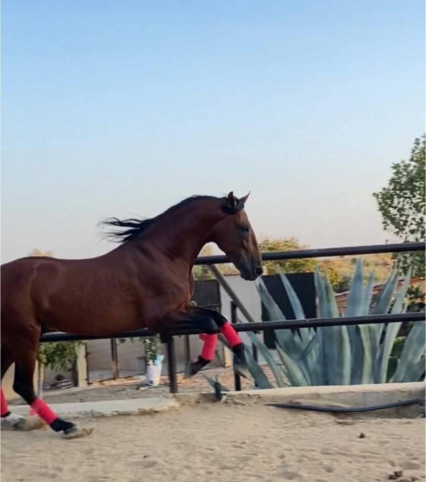 BRONZE - Un cheval pour profiter &agrave; la maison