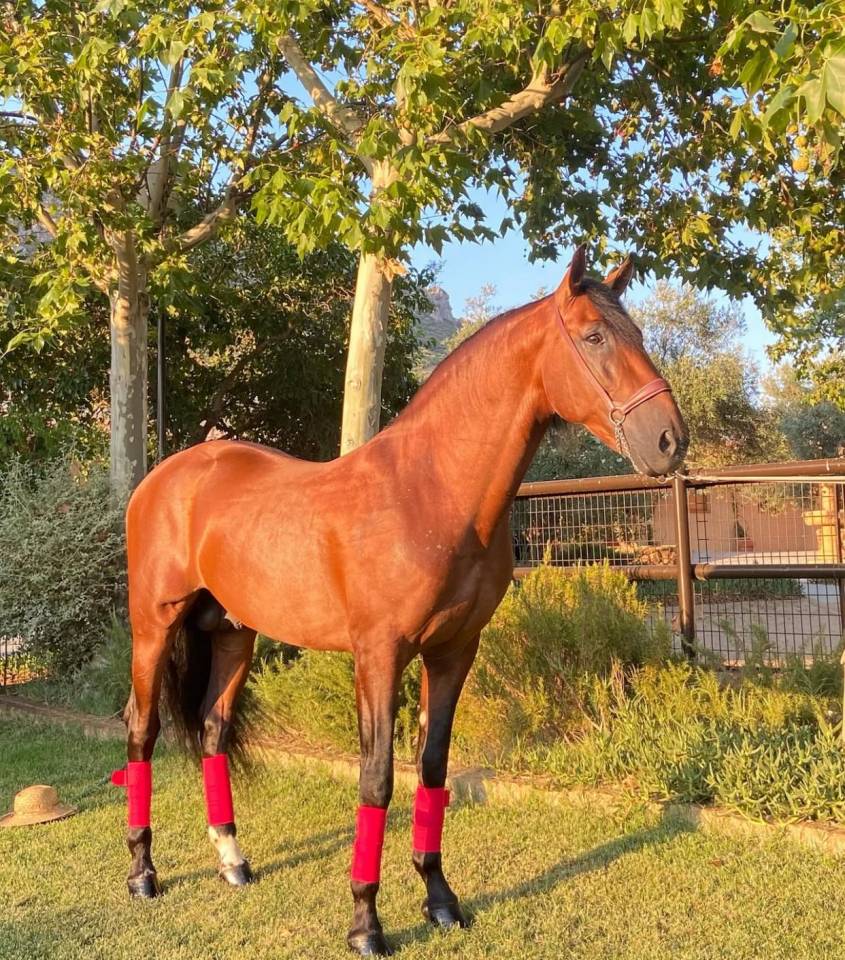 BRONZE - Un cheval pour profiter &agrave; la maison