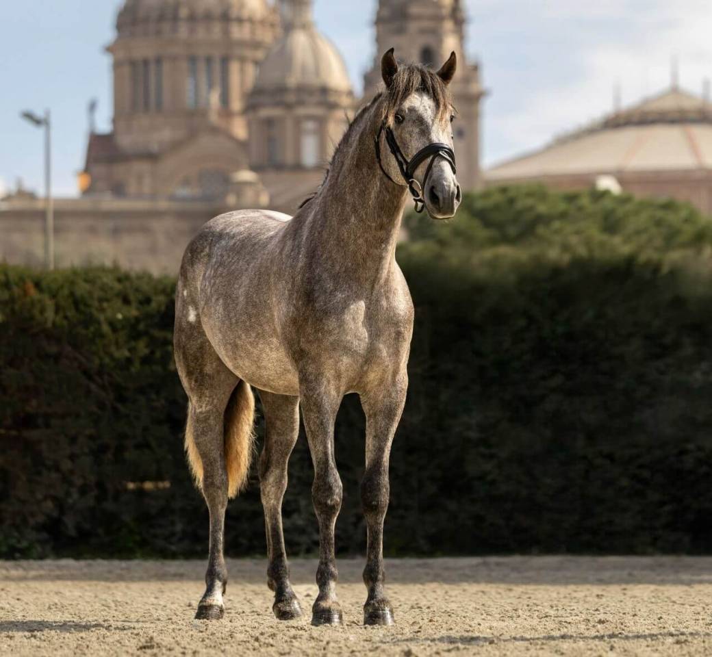 DENIS - Jeune cheval pour l&rsquo;&Eacute;quitation de Travail